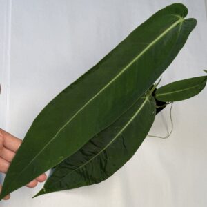 Anthurium pallidiflorum x warocqueanum