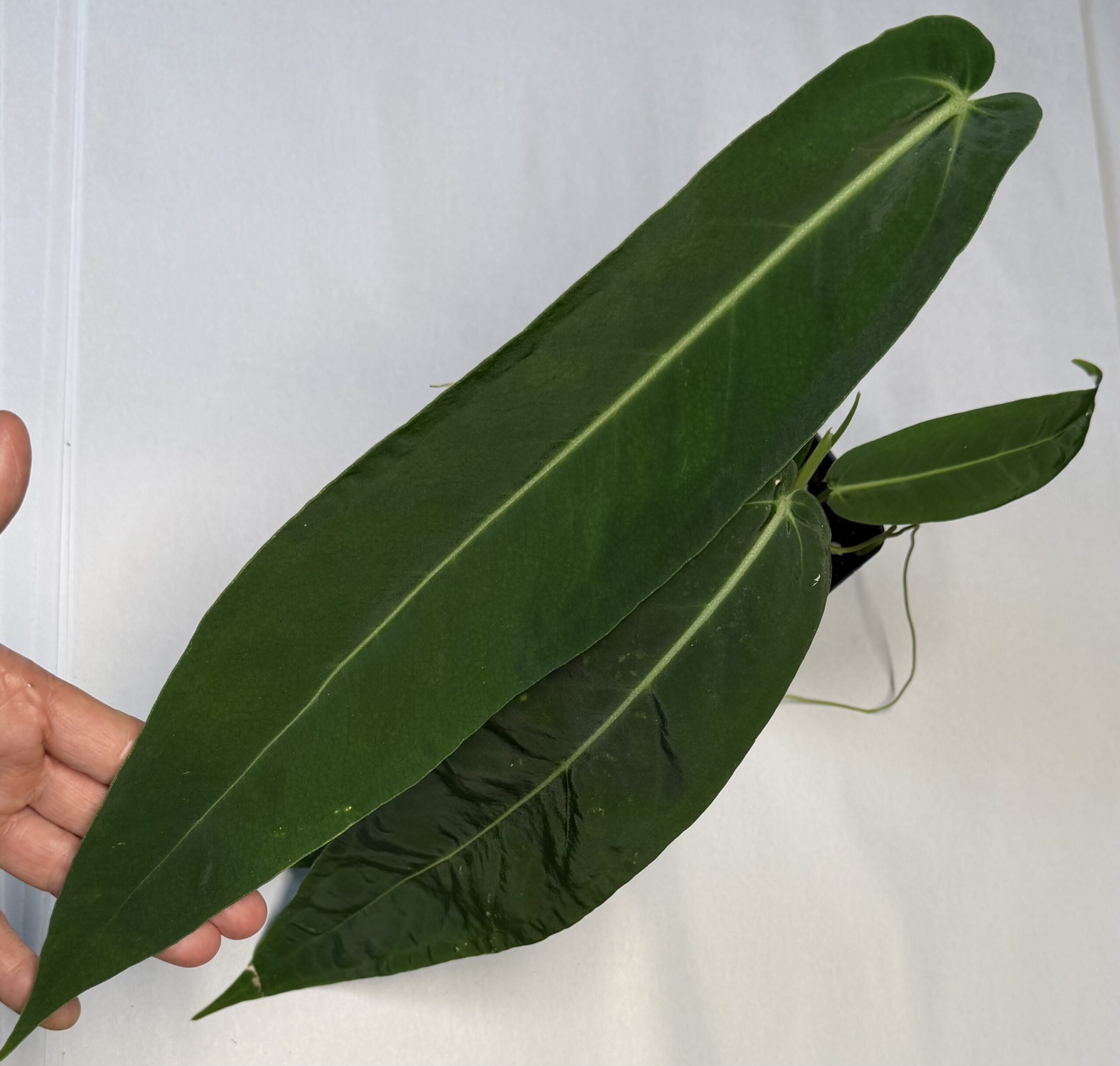 Anthurium pallidiflorum x warocqueanum