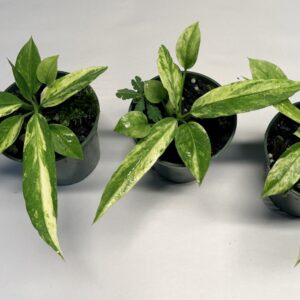 Variegated Anthurium vittariifolium