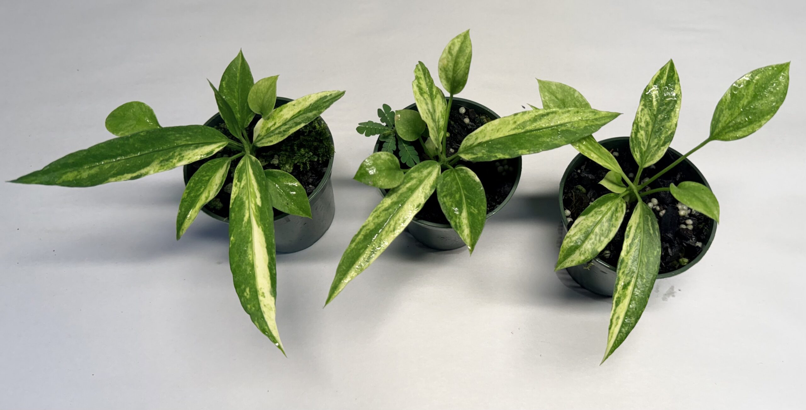 Variegated Anthurium vittariifolium - NSE Tropicals