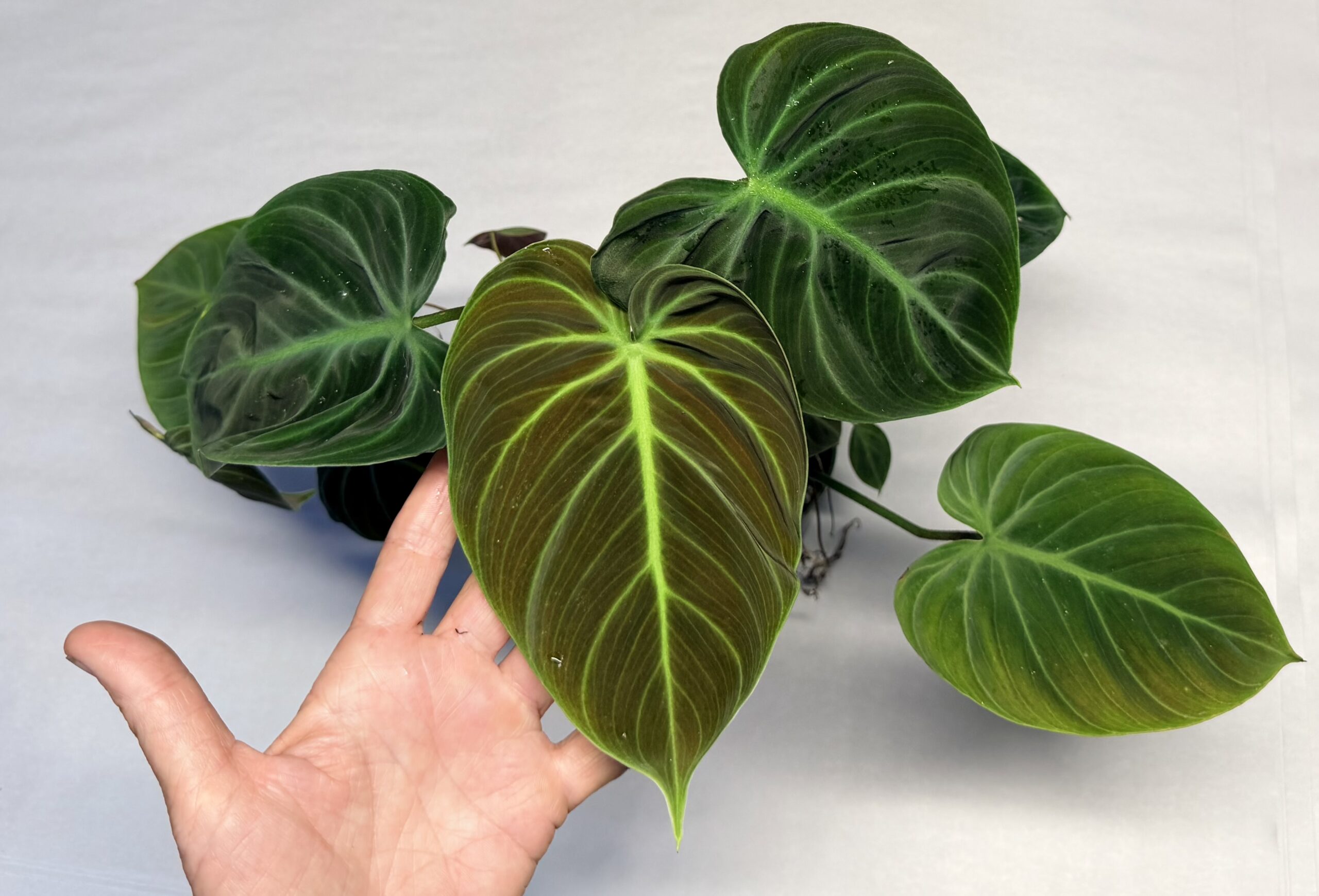 Philodendron rubrijuvenile 'El Choco red' - NSE Tropicals