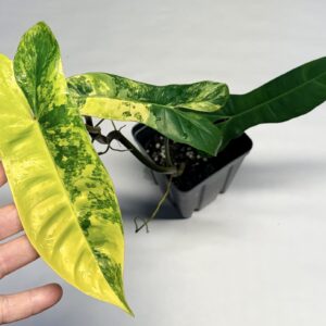 Philodendron 'Jennifer'