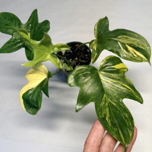 5226 Philodendron pedatum variegated