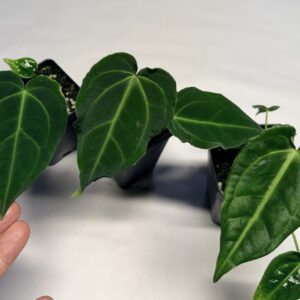 Anthurium besseae - true species