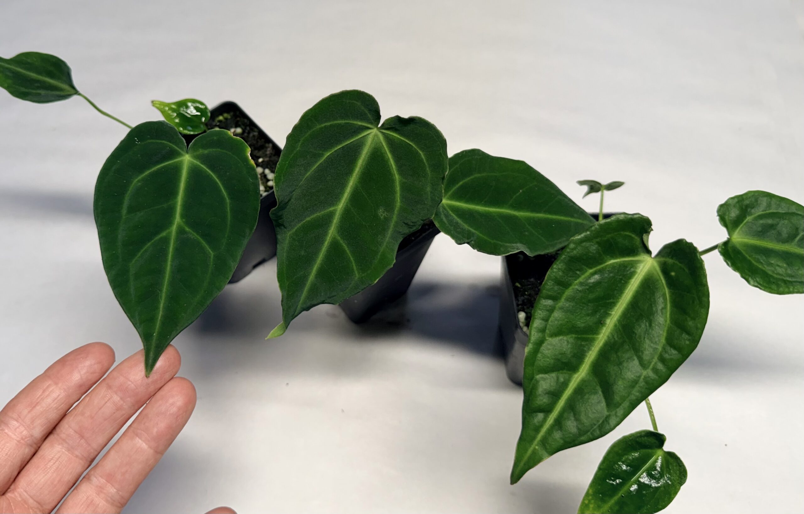 Anthurium besseae – true species