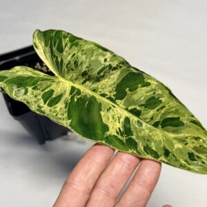 5227 Philodendron Paraiso Verde X billietiae