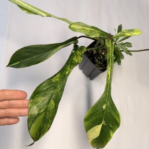 5161 Philodendron joepii variegated
