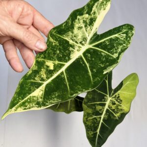 1571 Alocasia 'Frydek' micolitziana variegated