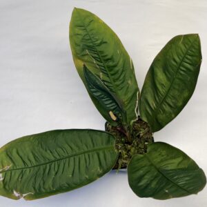 5228 Anthurium willifordii