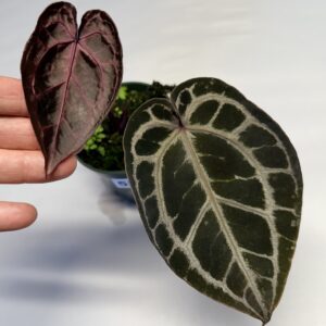 5230 Anthurium Tim Anderson Wonderboy lineage