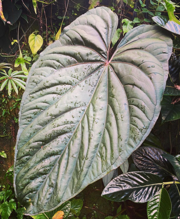 Anthurium Circus Peanuts rooted offset