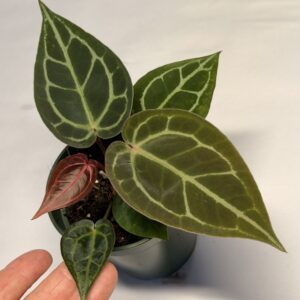 5232 Anthurium Tim Anderson Wonderboy lineage