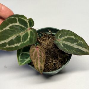 5235 Mutant Anthurium Tim Anderson Wonderboy lineage