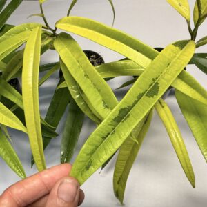 Ficus 'Ali' Gold form