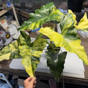 Philodendron williamsii hybrid variegated