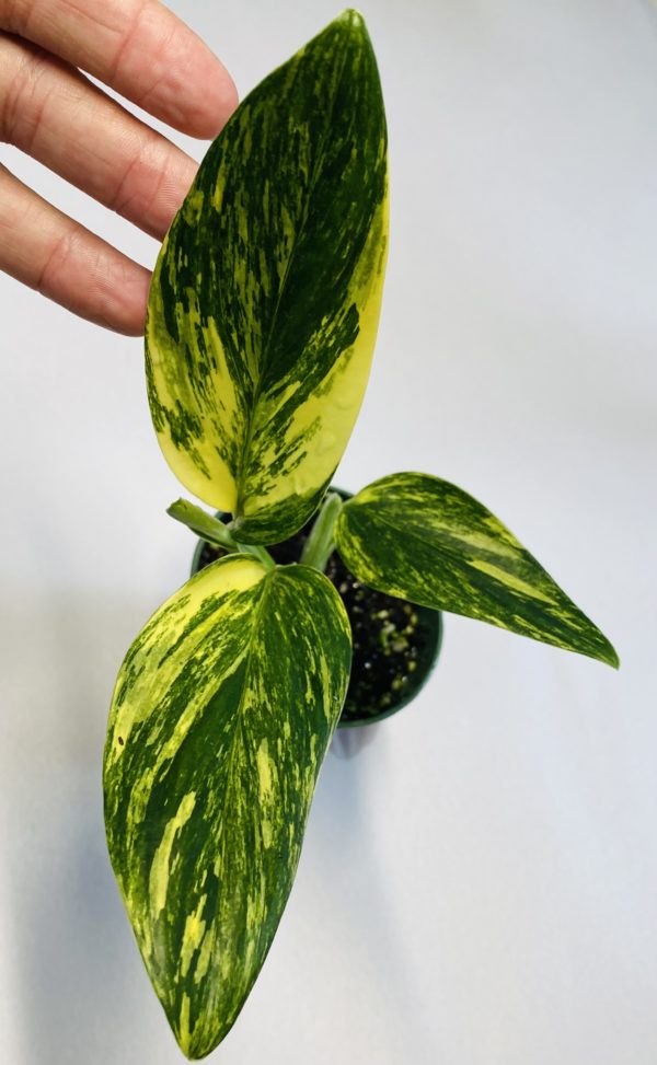 Monstera standleyana variegated