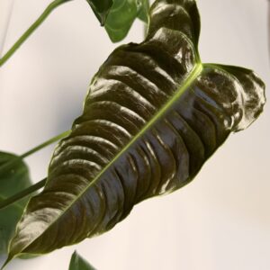 Anthurium recavum x veitchii