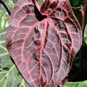 5 fresh SEEDS Anthurium NSE red crystallinum