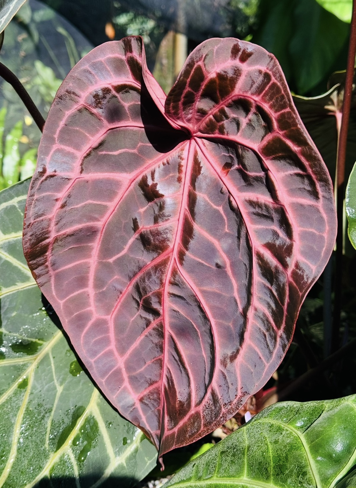 5 fresh SEEDS Anthurium NSE red crystallinum