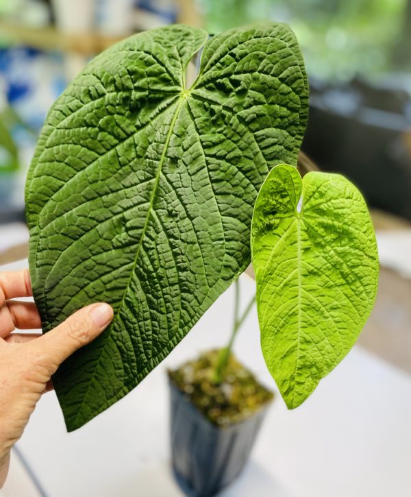 Anthurium rotolanteum