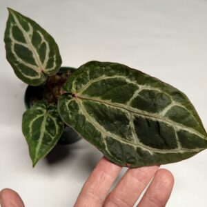 5234 Mutant Anthurium Tim Anderson Wonderboy lineage
