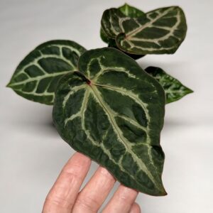 5296 Mutant Anthurium Tim Anderson Wonderboy lineage
