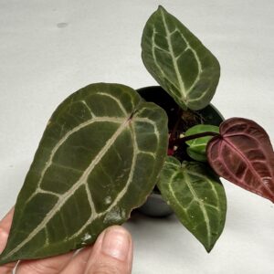 5300 Anthurium Tim Anderson Wonderboy lineage
