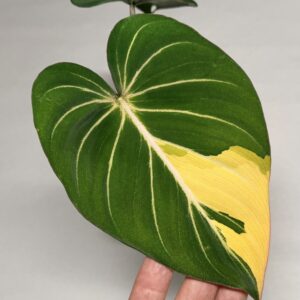 5302 Variegated Philodendron gloriosum OG type 1