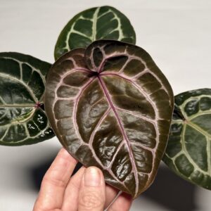 5306 Anthurium Tim Anderson Wonderboy lineage