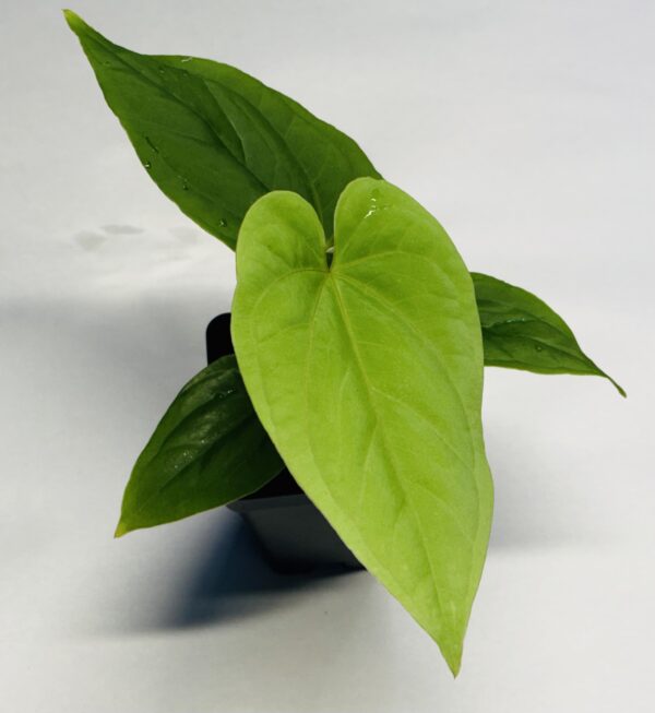 Anthurium kunayalense - Image 3