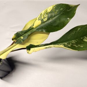 5307 Philodendron joepii variegated