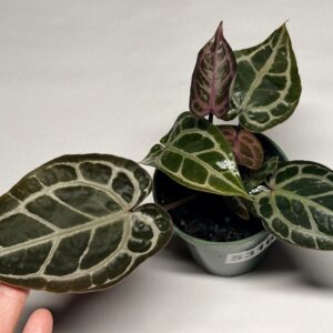 5316 Anthurium Tim Anderson Wonderboy lineage
