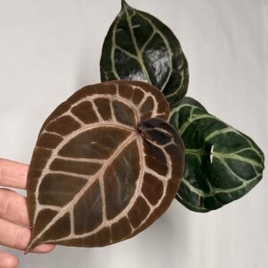5317 Anthurium Tim Anderson Wonderboy lineage