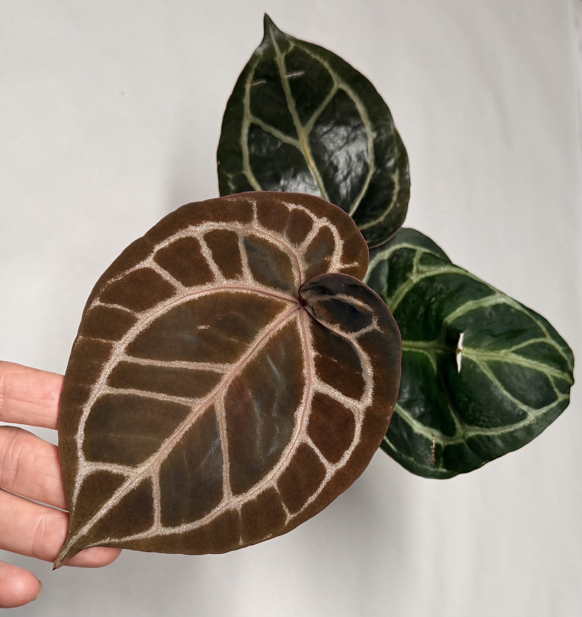 5317 Anthurium Tim Anderson Wonderboy lineage