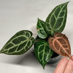 5321 Anthurium Tim Anderson Wonderboy lineage