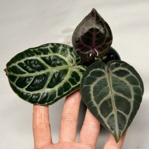 5322 Anthurium Tim Anderson Wonderboy lineage