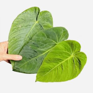 Anthurium velvet sp