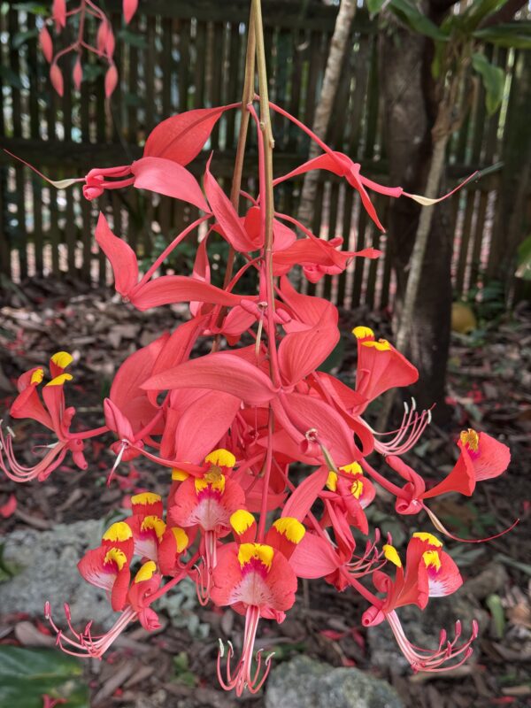 Amherstia nobilis