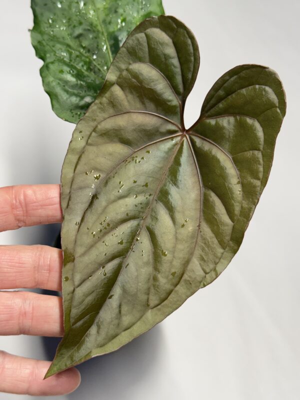 Anthurium Circus Peanuts rooted offset - Image 2