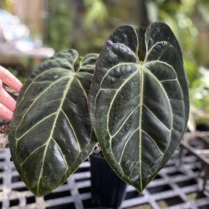 Anthurium besseae aff