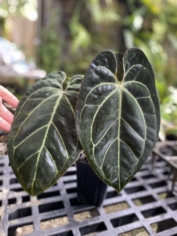 Anthurium besseae aff