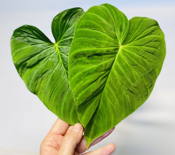 Philodendron pseudoverrucosum