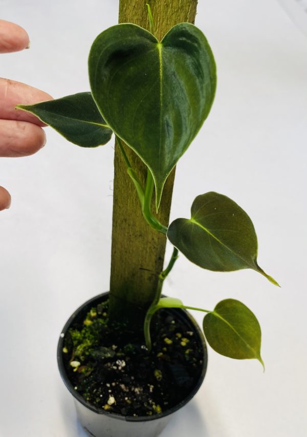 Philodendron cf lupinum - Image 2