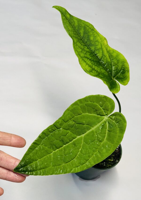 Anthurium rotolanteum - Image 2