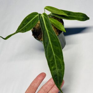 Sm Anthurium warocqueanum - NSE Tropicals