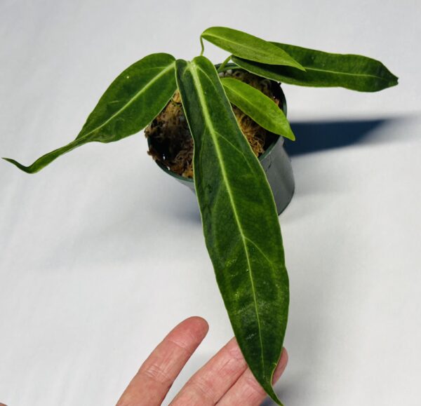 Anthurium warocqueanum dark form - Image 2
