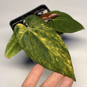 5327 Variegated Anthurium papillilaminum x BVEP