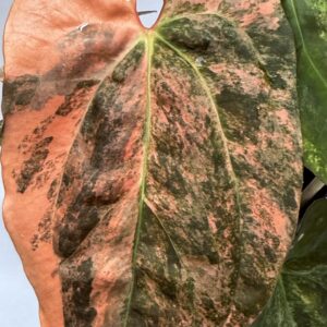 5329 Variegated Anthurium papillilaminum x papillilaminum Ralph Lynam