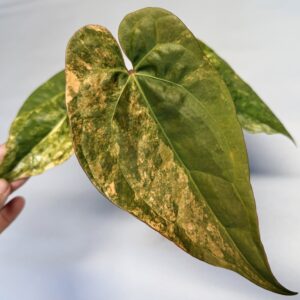 5330 Variegated Anthurium (pap var x besseae) x (black widow x red velvet cake)