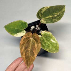 5331 Variegated Anthurium papillilaminum x Ace of Spades